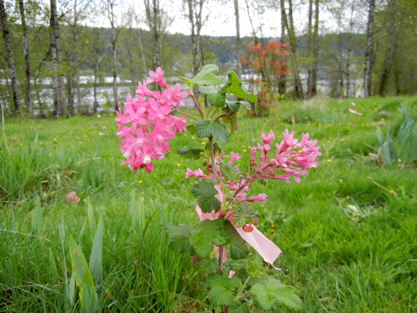 Recently-planted red flowering currant at a grant project restoration site