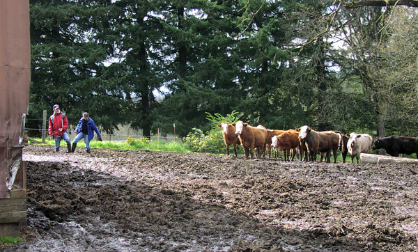 cows and people struggle through some muddy areas by a barn