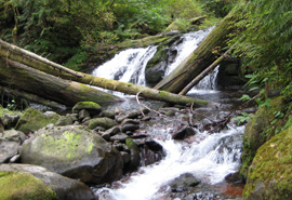 healthy stream with waterfall - gordon creek
