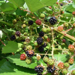 invasive blackberry bush