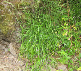 clump of invasive Fales brome