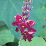 flowering invasive kudzu