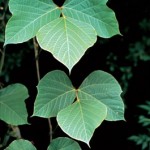 leaf of highly invasive kudzu