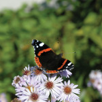 red admiral butterfly on douglas aster flowers