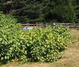 patch of knotweed invading a pasture
