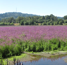 purple loosestrife has taken over this wetland