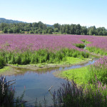 purple loosestrife in meadow