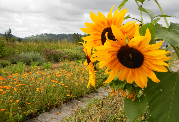 Sunflowers and rows of flower crops at Headwaters Farm