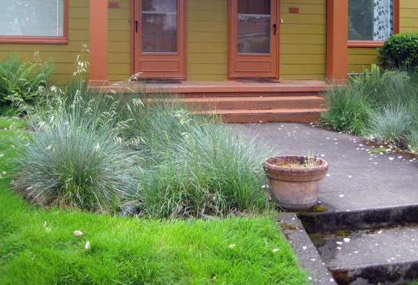 in the picture, one of two small rain gardens frame the front step entrance to residences