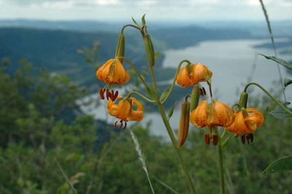 tiger lilies in the Columbia Gorge