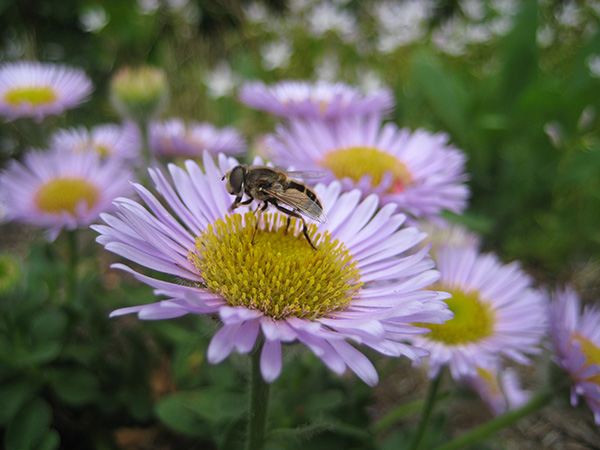 bee visits Douglas aster flowers
