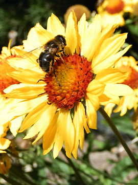 bee on a blanketflower