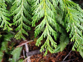 Details about   3 FOOT TALL live pacific northwest cedar tree buy 3/get 1 free 