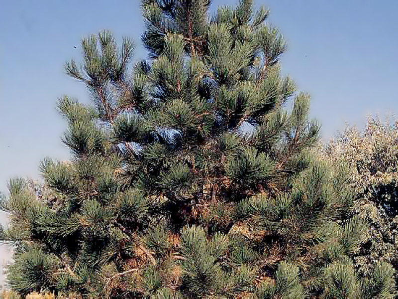 Ponderosa Pine (W. Valley) | EMSWCD