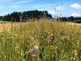 Pollinator strip at Headwaters Farm, Mt Hood in the background