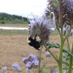 bumble bee on phacelia