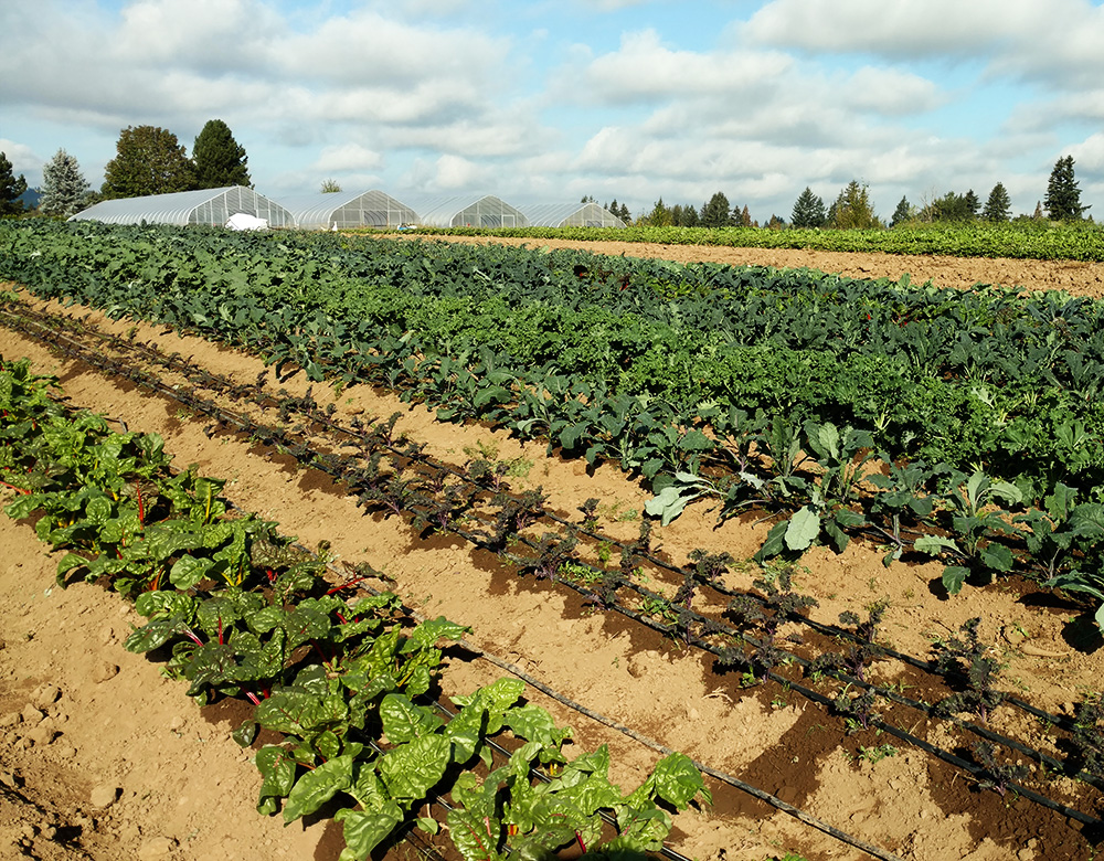 rows of vegetables at Headwaters Farm, and a row of greenhouses in the background