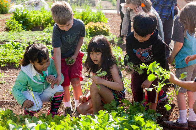 Children harvest vegetables from garden beds
