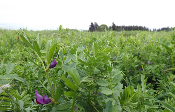 cover crops help improve the health of the soil and suppress weeds