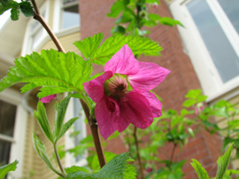 Salmonberry (Rubus spectabilis) - available this year at our Native plant sale