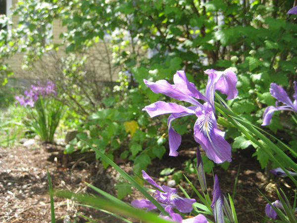 un patio con paisaje natural con iris de Oregón en flor y otras plantas nativas