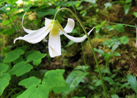 Hoa loa kèn trắng (Erythronium oregonum)