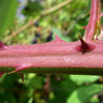 Blackberry (Rubus discolor) thorny canes