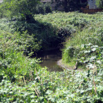 Blackberry (Rubus discolor) taking over a stream area