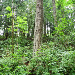 다양한 식물이 있는 숲 바닥