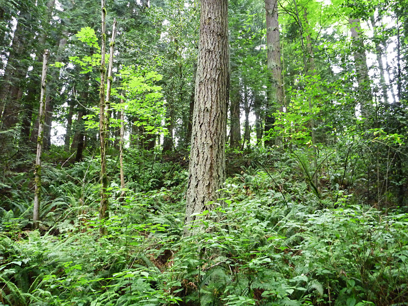 သစ်တောကြမ်းပြင်တွင် အပင်မျိုးစုံရှိသည်။