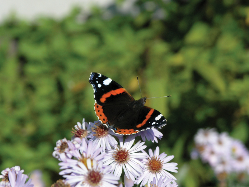 red admiral butterfly on douglas aster flowers