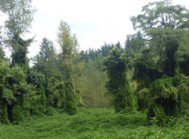 ထိုးဖောက်ဝင်ရောက်နေသော 'အဘိုးကြီးမုတ်ဆိတ်' ဖြင့် ဖုံးလွှမ်းနေသော သစ်တော