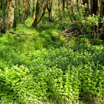 침입 마늘 겨자로 덮인 숲 바닥