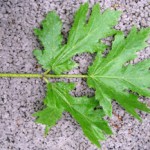 거대한 호그위드 잎