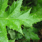 giant hogweed leaf