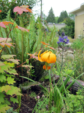 a Tiger lily, vine maple and other native plants in a naturescaped yard