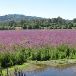 purple loosestrife has taken over this wetland