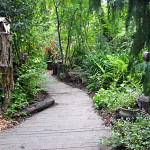 naturescaped yard with path