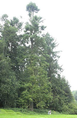 Grand fir (Abies grandis)