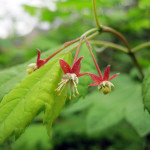 ወይን ማፕል (Acer cirinatum)