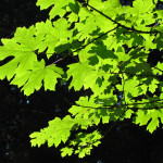 Bigleaf 메이플 (Acer macrophyllum)