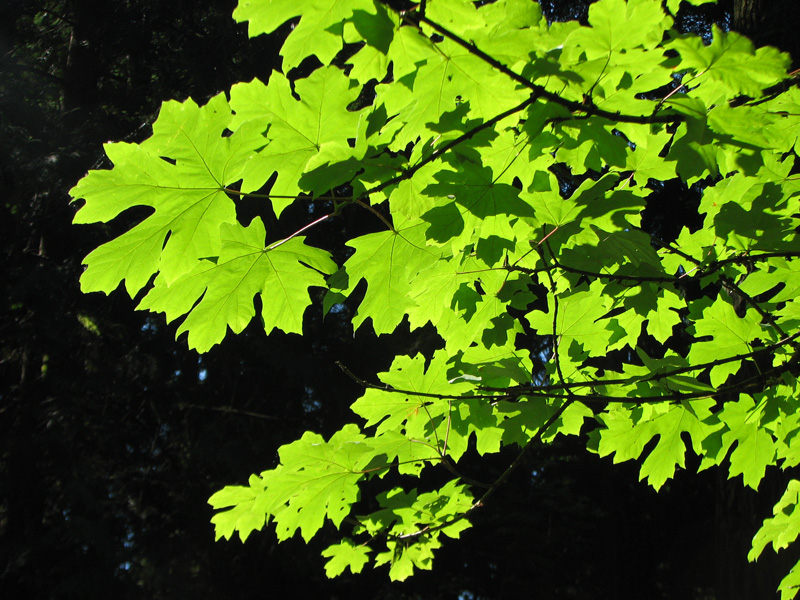 ቢግሌፍ ሜፕል (Acer macrophyllum)