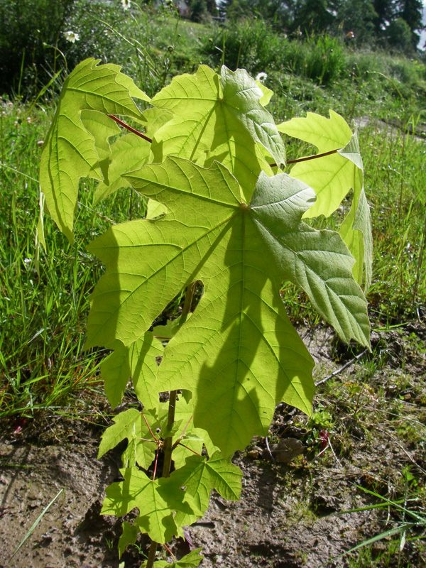 ቢግሌፍ ሜፕል (Acer macrophyllum)