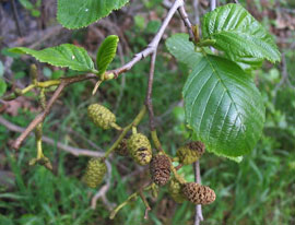 အဖြူရောင် alder (Alnus rhombifolia)