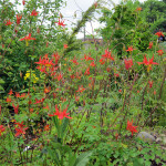 Red columbine (Aquilegia formosa)
