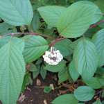 قرانيا أوسير الأحمر (Cornus sericea)