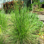 Tufted hairgrass (Deschampsia cespitosa)