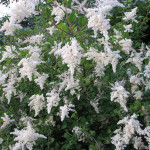 Oceanspray (Holodiscus discolor)