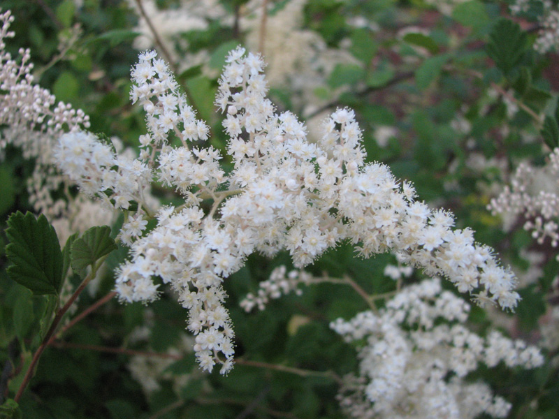 Oceanspray (Holodiscus discolor)