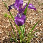 Oregon iris (Iris tenax)